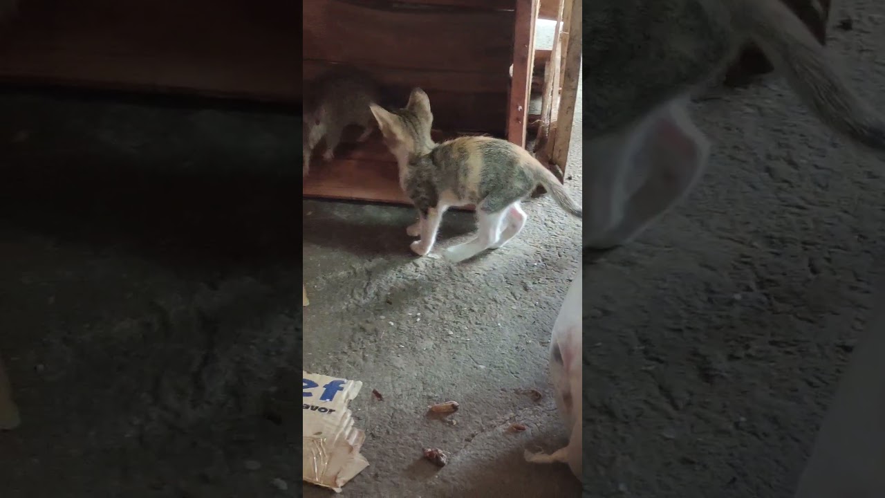 The kitten wants to make friends with the Rat 