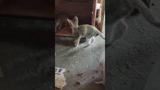 The kitten wants to make friends with the Rat #cat #rat