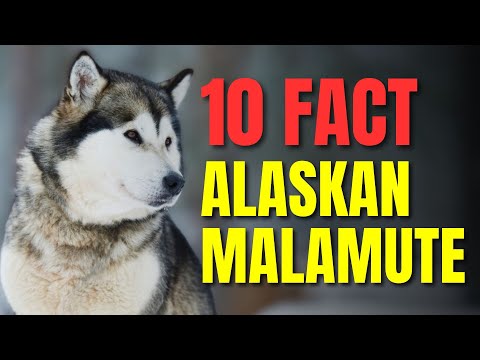 Video: Er en Alaskan Malamute hund riktig for deg?