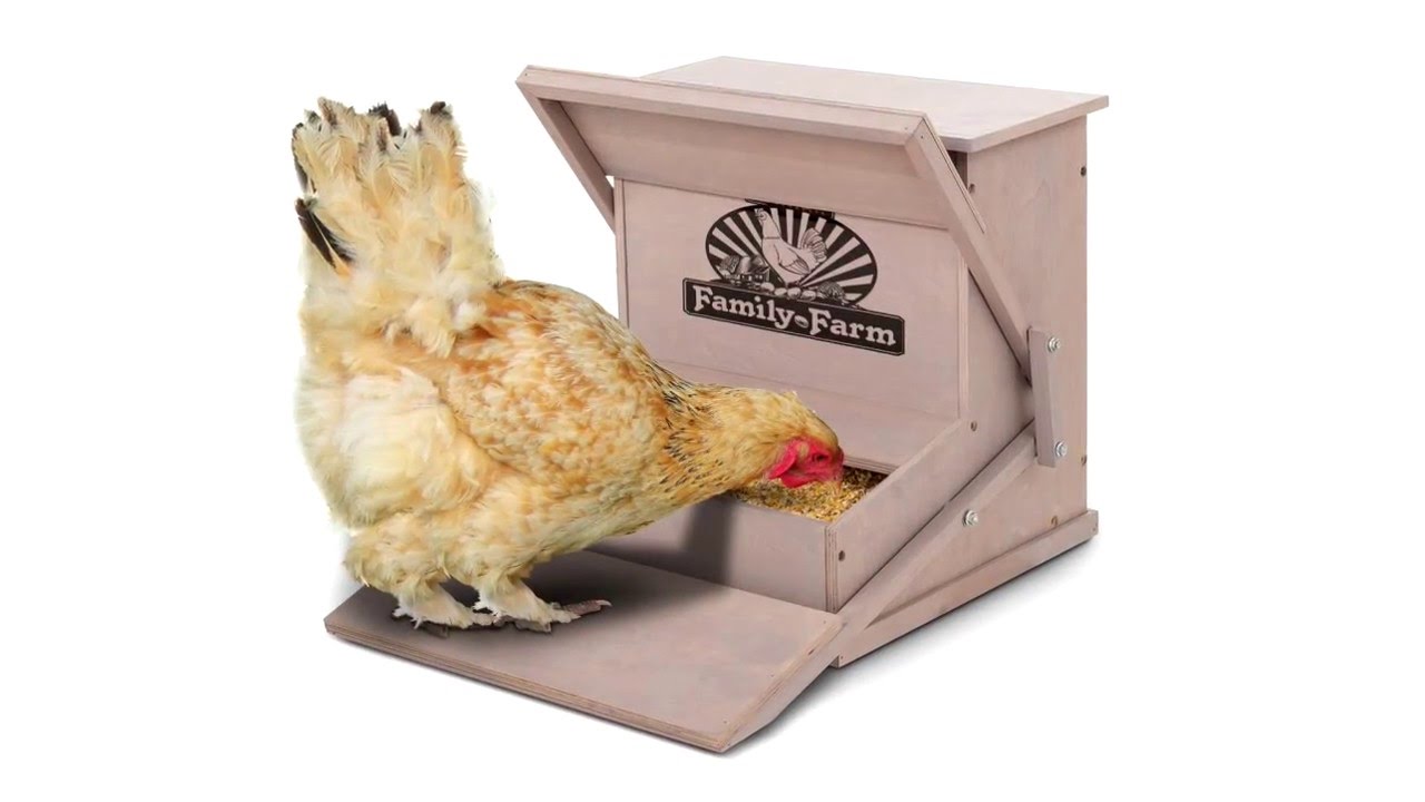 Precision Pet Product S Treadle Chicken Feeder How To Set Up