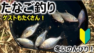 寒くても！】タナゴ釣り ～ゲストもたくさん～ - YouTube
