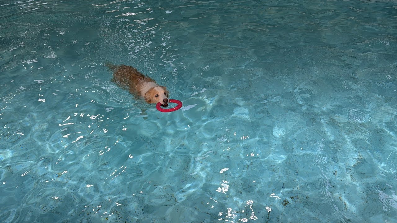 이 겨울에 수영장을?! 보더콜리는 가능