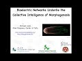 Bioelectric networks underlie the collective intelligence of morphogenesis