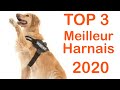 Top 3  meilleur harnais pour chien 2020