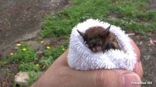 Bat Burrito