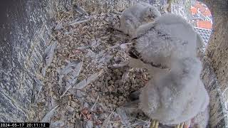 Slechtvalken Nestkast Onze Lieve Vrouwe Toren Amersfoort 17.05.2024 20:02