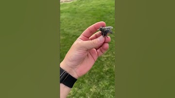 Watch the entire LIVE of me replacing my first (active) Geocache hide! 🚫🐴🪰