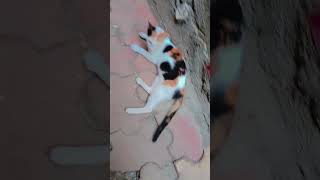 Ek din jaur ayega😜#comedy #explore #YouTube#funny #cat #cute baby#trending# short video#trending🐈🐈🐱