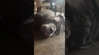 life with a loud snoring 120lb Neapolitan Mastiff dog  #mastiff #neapolitanmastiff #funnydogs