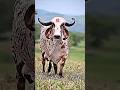 Jay Shri Gau Mata#song #sorts #music #funny
