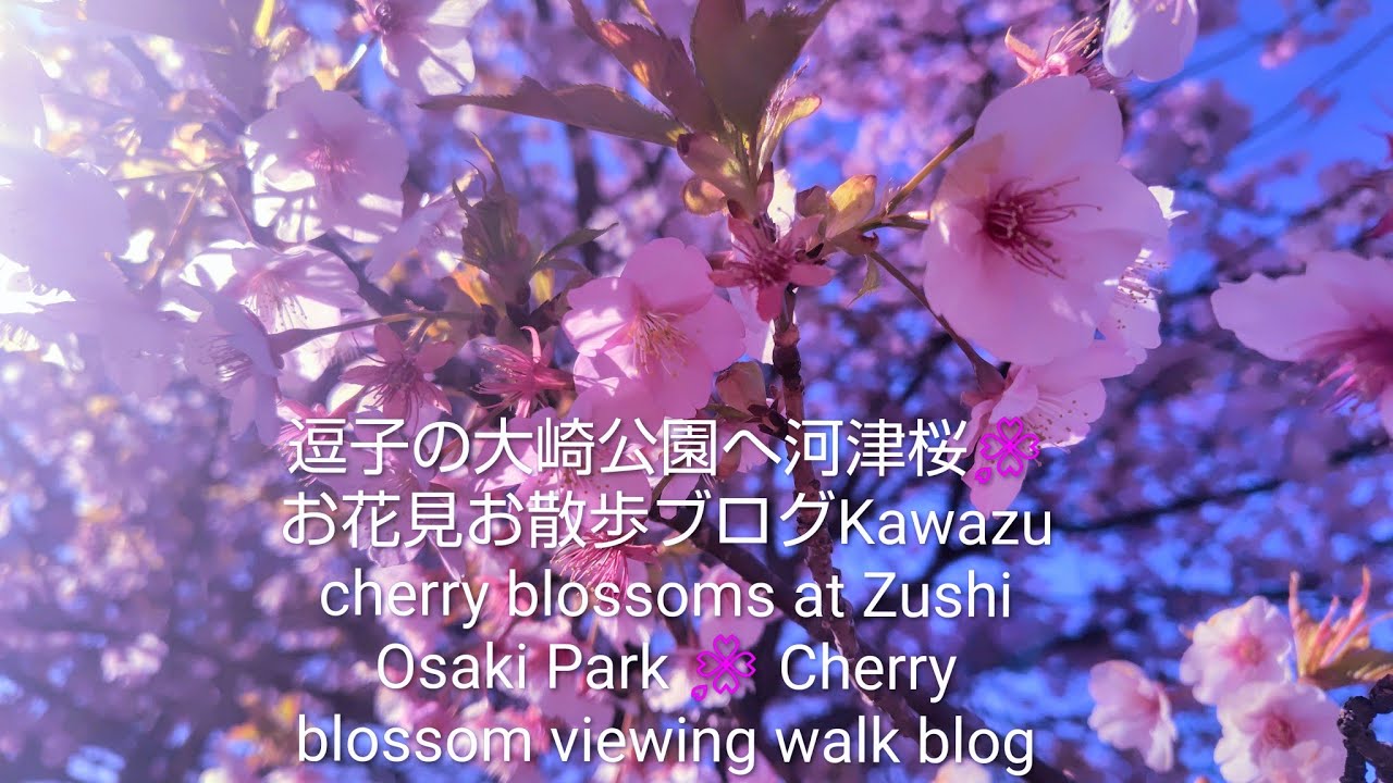 逗子の大崎公園の河津桜🌸お花見お散歩ブログ💖Kawazu cherry blossoms at Osaki Park in Zushi🌸Cherry blossom viewing walk blog