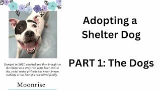 Adopting a Shelter Dog  Part 1  The Dogs