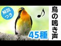 【春~初夏】鳥の鳴き声45種(さえずり)