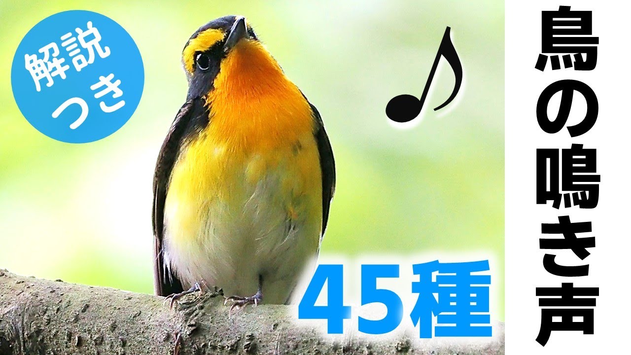 鳥 鳴き声 検索