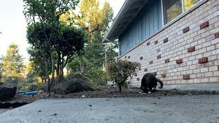 Cat plays in garden. by Shadow the Manx and Daisy Doggo 27 views 1 year ago 18 seconds