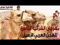 الشرقية توداي شوف سباق الجمال واسمع الشعر البدوي في مهرجان الهجن التاسع بالشرقية 