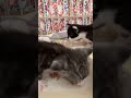 ごましお坊や🤭離乳食食べるそうな‼︎ #cat #catlive #kitten #にゃんたチャンネル
