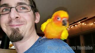 My Parrots Being Funny For 1 Minute Straight screenshot 1