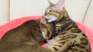 Бенгальский кот ТИМАТИ и Абиссинский кот АРЧИБАЛЬД Бенгальский кот ТИМАТИ и Абиссинский кот АРЧИБАЛЬД