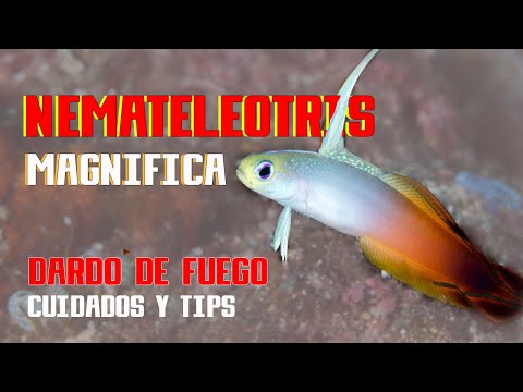 Video: Hechos y cuidado de los pescados de Dragonet mandarina