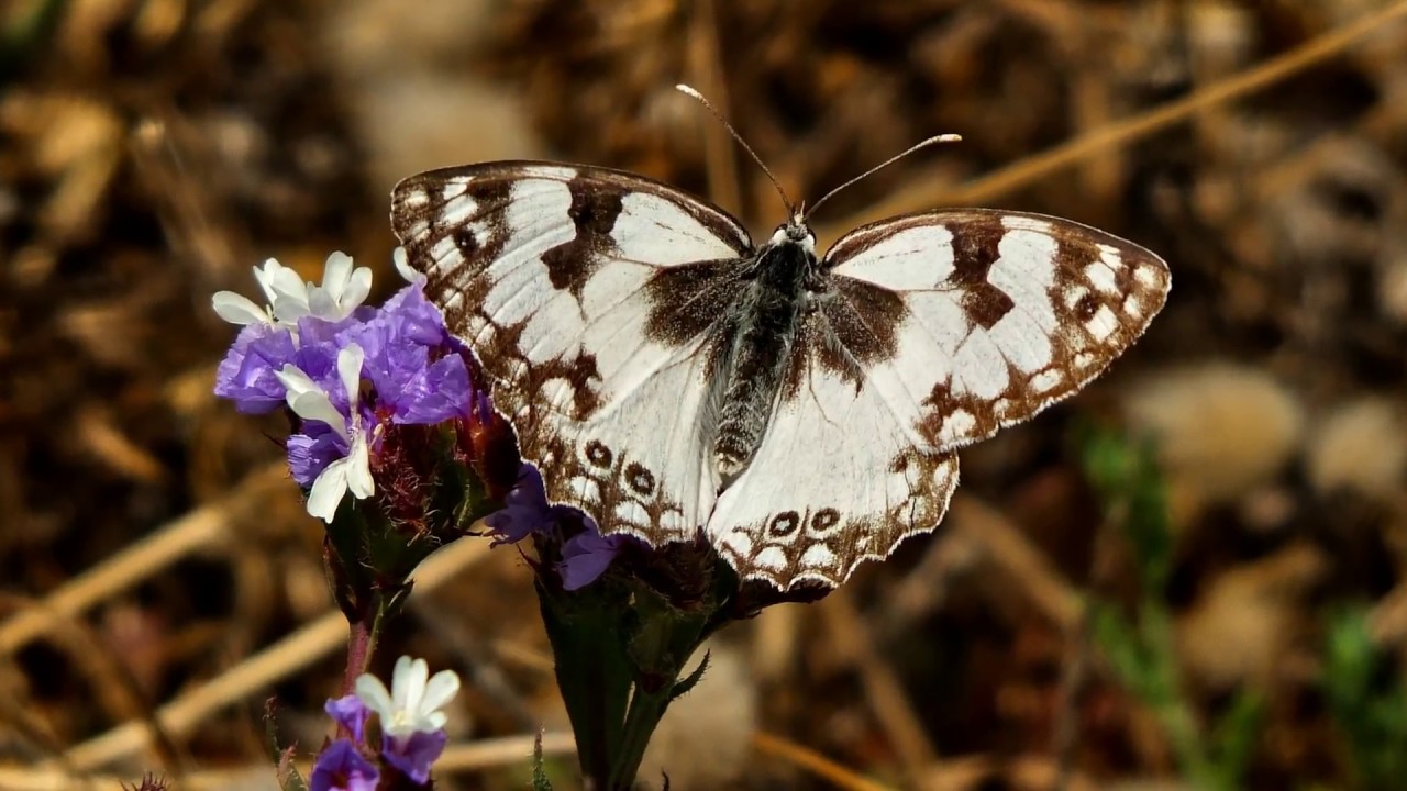 גן לאומי תל דור 20 05 2017 TEL DOR NATIONAL PARK, ISRAEL
