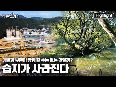 [다큐온] 🌳습지에 사는 생물 종 하나가 사라지면 그 주변에 얽혀있는 생태계 가 연쇄반응적으로 무너지는데... "습지가 사라진다" (KBS 20211217 방송)