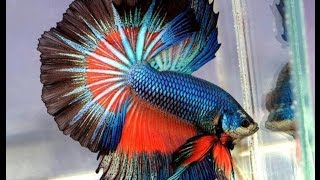 Rumble fish!!!!!!!!!!!!! Бойцовая рыбка петушок. Rumble fish!!!!!!!!!!!!! Бойцовая рыбка петушок.