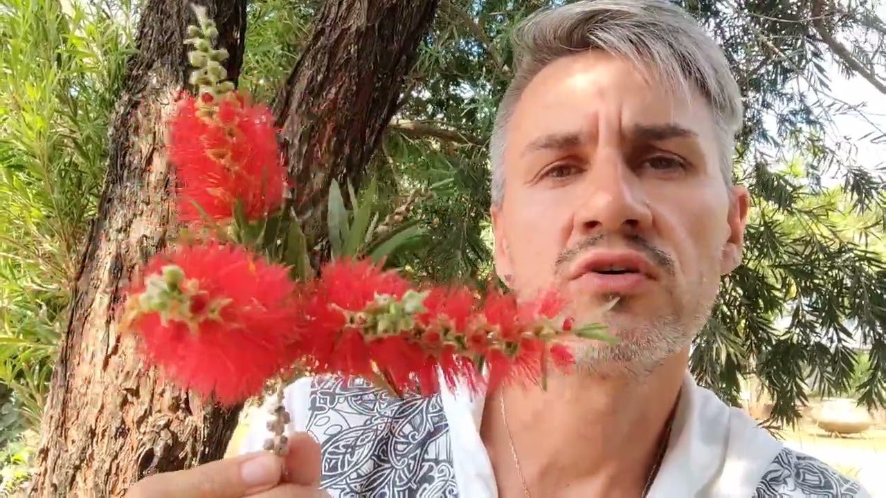 Каллистемон (Красивотычиночник, Краснотычиночник). Callistemon.