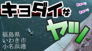 【６月下旬】巨大なヤツとテンション高めなウミネコ【福島県いわき市小名浜港】