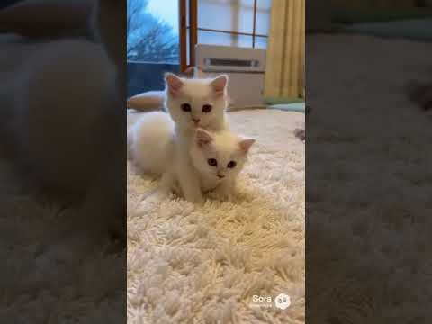元気すぎる子猫コンビ/Energetic Kitten Duo #子ネコ #kitten #kittenshorts