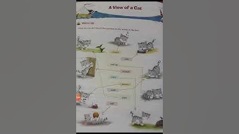 class 3rd/English ferry/A view of a Cat /explanation
