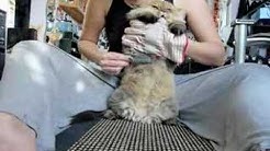 Persian Cat Janelle hates being combed / brushed!