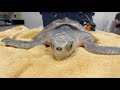 June 15 - Sea Turtle Exam Part One