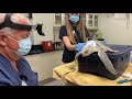 June 15 - Sea Turtle Exam Part One