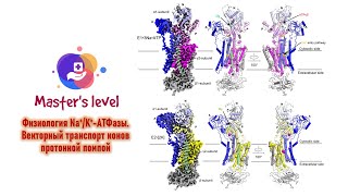 Физиология Na/K-АТФазы. Векторный транспорт ионов протонной помпой.
