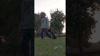 border collie búsqueda con ladrido más cobro a la orden #dogtraining #mondioring #perrointeligente