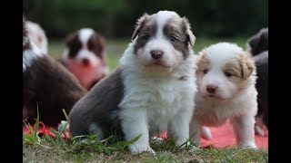 Gigi's litter arrived and now 4 weeks old (border collies)