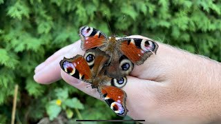 Famous Butterfly mating #butterfly #pairing #matingrituals #naturalife #nature Wealth
