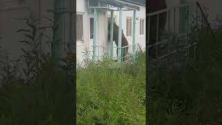 Builders Scare Off Bear Intruder with Fire Extinguisher
