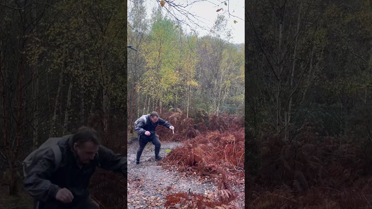 Autumn walks in the New Forest - stunning 🙏🏻