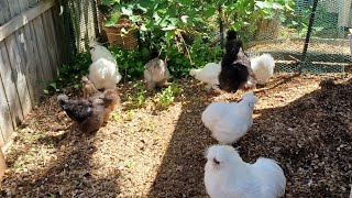Backyard Chickens/ Silkies/Call Ducks
