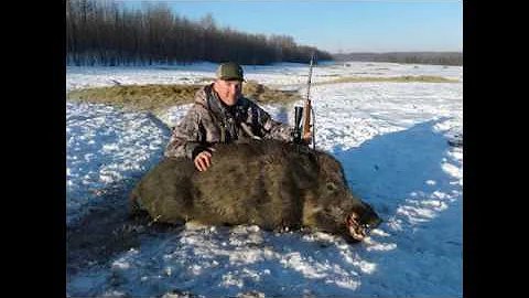Boar hunt Northern Alberta 250yd MAGNUM boar