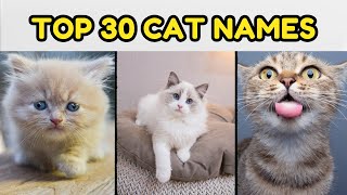 What shall you name your next cat?