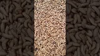 MAGGOT SUMBER PAKAN BERGIZI TINGGI LARVA OF A BLACK SOLDIER FLY maggotbsf highprotein futurefood