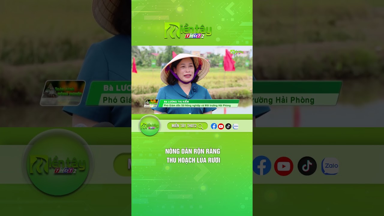 Nông dân rộn ràng thu hoạch lúa rươi