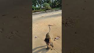 Si Onyek Monyet Pantai monyet monyetlucu monyetpantai monyetpintar monyetviral babymonkey