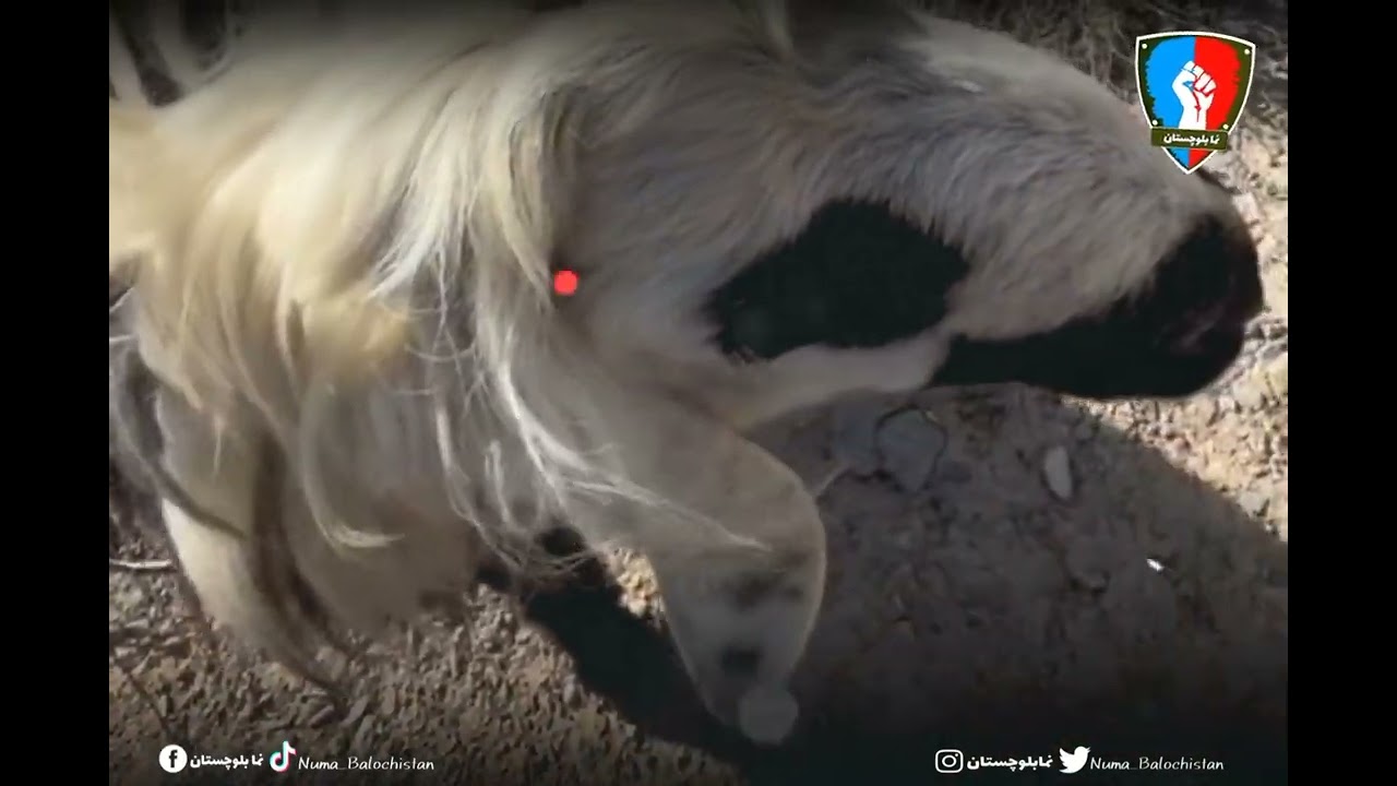 ننا اسکول ءُ بولان ئےننا مدرسہ ءِ چلتن#BALOCHISTAN #beautiful #بلوچستان #meerahamdbaloch