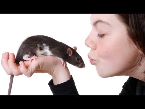 Vidéo: Comment ramasser et tenir un rat de compagnie en toute sécurité