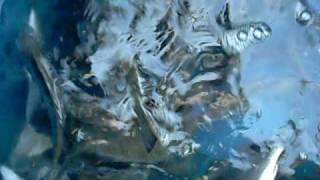 楊梅坑2008-01-11v8.avi
