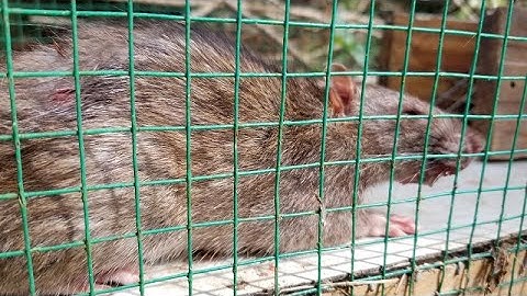 Cách bẫy chuột này bắt sạch từ nhỏ đến lớn/how to trap mouse